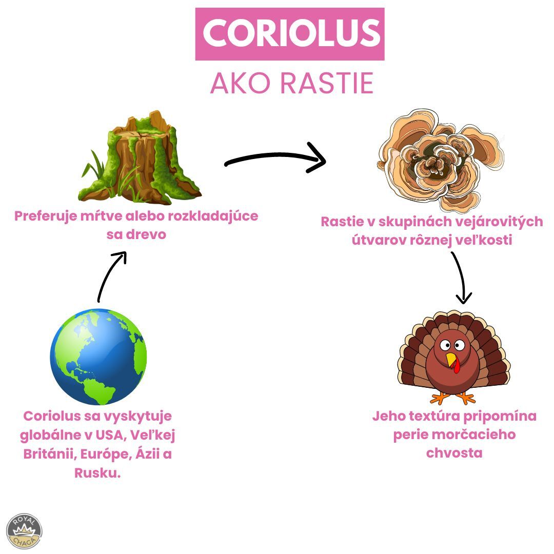 Ako rastie coriolus